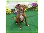 Adopt KANO a Plott Hound