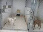 Adopt Tammy Faye a Irish Setter Great Pyrenees