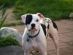 Adopt Petey a Black - with White American Staffordshire Terrier 
