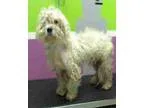 Adopt Rudy a White Poodle (Miniature)  Bichon Frise  Mixed dog i