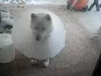 Adopt Nala a White Samoyed  Siberian Husky  Mixed dog in Los Ang