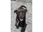 Adopt Rosco a Border Collie  Mixed dog in West Vancouver BC (156