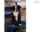 Teacup Black Bi -Dudley