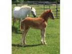 Section B Welsh Filly