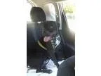 Adopt Hodge a Black Cane Corso  Boxer  Mixed dog in Joliet IL (1