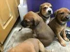 Adopt Rose s puppies a RedGoldenOrangeCh estnut - with White Hou