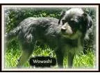 Adopt Wowashi a Schnauzer