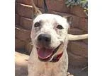 Adopt Charmaine a White Australian Cattle Dog  Mixed dog in Trin