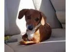 Adopt Eden a Dachshund
