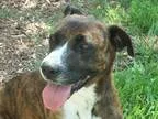 Adopt Spring a Brindle - with White Boxer  Mixed dog in Martinsv