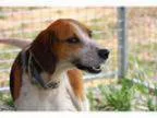 Adopt Ken - Kennel a Treeing Walker Coonhound
