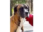 Adopt Gem a TanYellowFawn - with Black Great Dane  Anatolian She