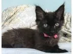 Adopt BooFrankie a All Black Domestic Mediumhair (medium coat) c