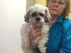 Adopt Henri a Shih Tzu