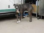 Adopt GYPSIE a Blue LacyTexas Lacy  Mixed dog in Waco TX (156812