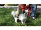 Adopt Snoopy a Shih Tzu