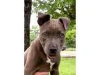 Adopt Brooke a GraySilverSalt and Pepper - with White American P