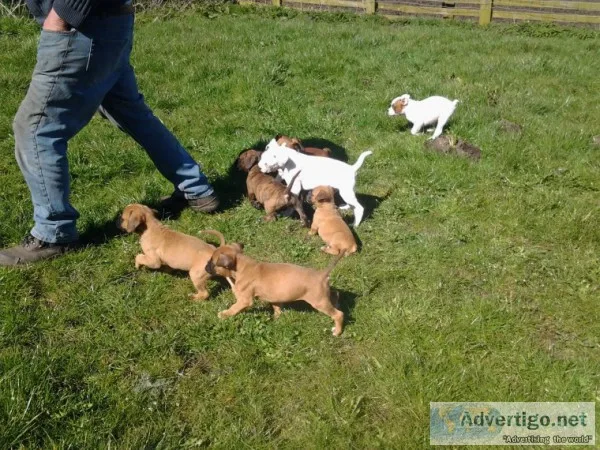 Super cute, chunky and healthy boxer pups