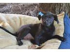 Adopt Jesse Bug a Doberman Pinscher  Hound (Unknown Type)  Mixed