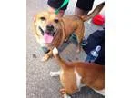 Clover - Female Shepherd (Unknown Type) Mix