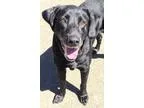 Adopt JACKIE a Labrador Retriever  Mixed dog in Newport OR (1578