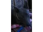 Adopt Misty a Italian Greyhound Pharaoh Hound