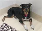 Adopt Maybelline a Australian Shepherd  Rottweiler  Mixed dog in