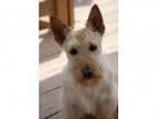 Adopt Eli a Scottish Terrier Scottie