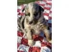 Blue Merle M