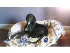 Adopt Polly a Plott Hound