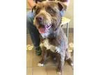 Adopt Teddy2 a BrownChocolate - with Black Wheaten Terrier  Terr