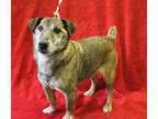 Adopt Mr.Tibbs a Jack Russell Terrier Pug