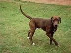 Adopt A075286 a RedGoldenOrangeCh estnut Labrador Retriever  Mix