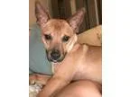 Adopt Luke a Basenji
