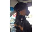 Adopt Sonny a Black - with Brown Red Golden Orange or Chestnut D