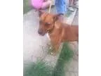 Adopt Jackie a Boxer Doberman Pinscher
