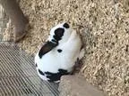 Adopt BUN BUN a American  Mixed rabbit in Anaheim Hills CA (1574