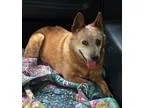 Adopt Emily a Australian Cattle Dog  Mixed dog in Anaheim CA (15