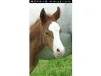 Breeders Trust Colt