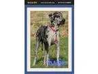 Adopt Kujo a Great Dane
