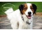 Adopt Bernard a White - with Brown or Chocolate Irish Setter  St