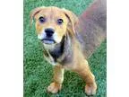 Adopt Rover a White - with Brown or Chocolate Terrier (Unknown T