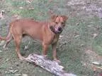 Adopt Justice a Pharaoh Hound Retriever