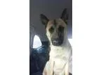 Adopt Ziggy a Belgian Shepherd Malinois