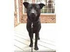 Adopt Jeese a Labrador Retriever