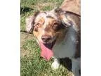 Adopt SIDNEY aka SID a Australian Shepherd  Mixed dog in Pt.