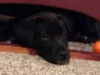 Hemi - Male Colorpoint Shorthair Mix