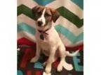 Adopt Norman a Beagle Jack Russell Terrier