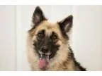 Adopt Tiny Dancer a German Shepherd Dog  Mixed dog in Newport Be