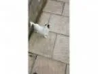 Minature Jack Russell female needs good home